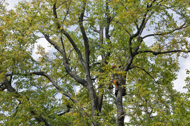 How Our Tree Care Process Works  in  Cherry Hill Mall, NJ